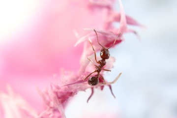 ant on flower