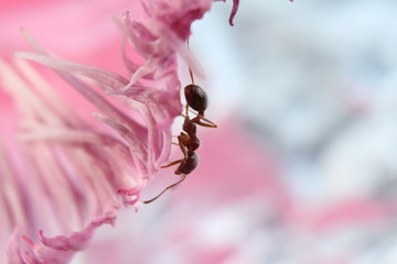 bee on a flower
