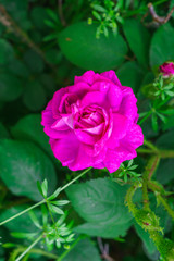 Colorful, beautiful, delicate flower rose in the garden.