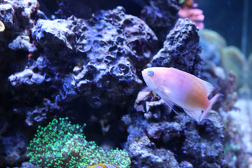 Pale pink fish swimming in coral
