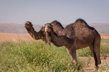 Two dromedaries in Moroccan desert