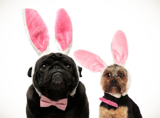two funny looking dogs wearing easter bunny ears