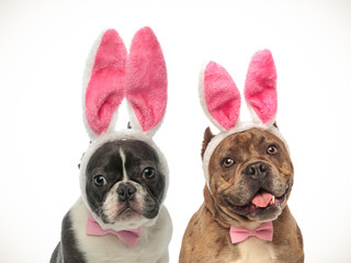 french bulldog and american bully puppies wearing bunny ears
