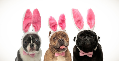 three adorable little dogs wearing bunny ears for easter
