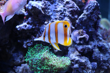 Fototapeta na wymiar Orange striped Little Nemo fish swimming among coral