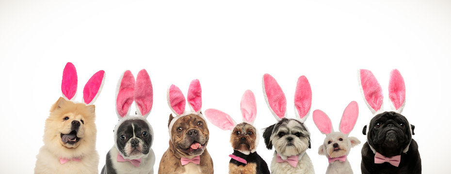 funny group of puppies wearing bunny ears for easter holiday