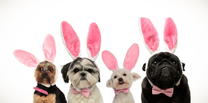 four cute little dogs wearing bunny ears for easter
