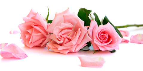 isolated light pink rose flower and petals laying on white