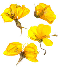 Eschscholzia californica cup gold dry flowers in bloom, orange pressed petals. Flat yellow...