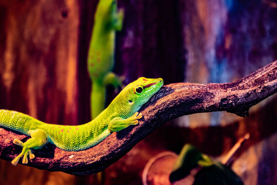 Lizard In Copenhagen Zoo