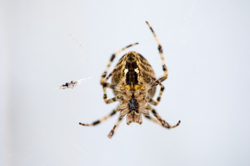 spider isolated on white background