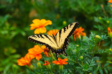 Eastern Tiger Swallowtail Butterfly (Papilio glaucus) Perched on Blooming Sping Flowers