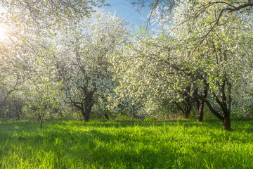 Spring blooming garden in the rays of the sun. Photo with soft focus. Natural background.