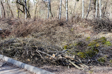 Piles of cut tree branches in city park. Sanitary deforestation. Heap of dry brushwood and deadwood