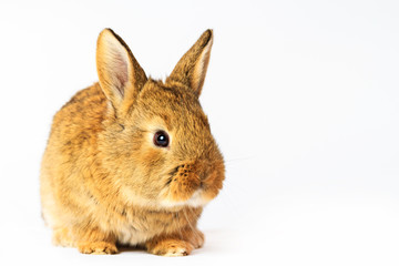 gray rabbit on a white background