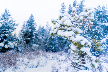 Evergreen pine shrub tree in snowfall after a snowstorm in Vancouver (Delta) BC, at Burns Bog. Snowy forest scenes.