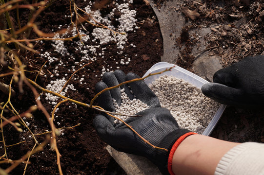 Pleasant And Useful Hobby: Work In The Garden. Container With Fertilizer, Early Spring Supply Of Blueberries Before The Start Of Vegetation.