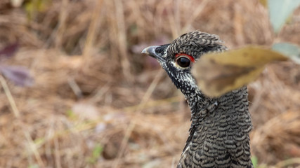 grouse