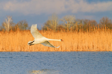 white swan flies over the lake