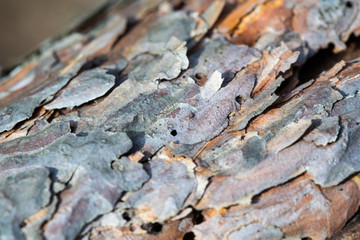 bark of tree