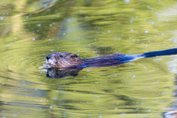 otter in the water