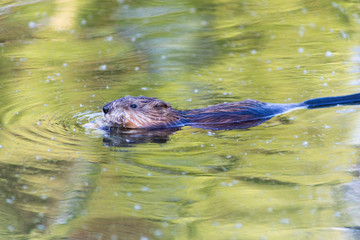 otter in the water