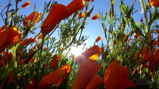 Orange poppies blow in the wind during the morning with the sun visible through the flower stalks in the background.