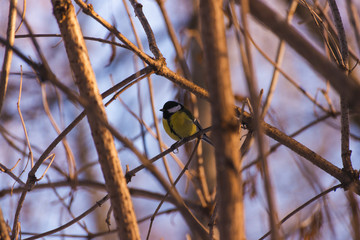 Tit on a branch in winter