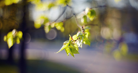 Spring branches of a linden with green leaves.