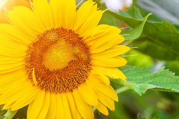 Front view and close up of yellow sunflower with green leaves.