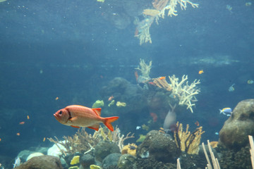 Orange fish swimming in ocean coral