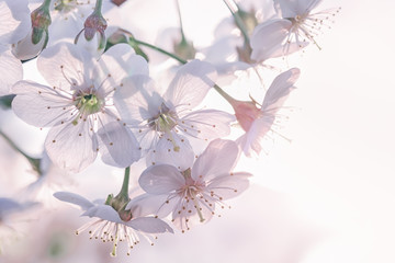 Close up of a blossoming branch of a cherry tree in the rays of the sun. Macro photo with shallow depth of field and soft focus.