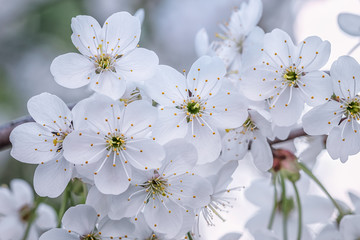 Close up of a blossoming branch of a cherry tree in the spring day. Macro photo with shallow depth of field and soft focus. Natural background.