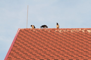 Red Roof Tiles and Crows