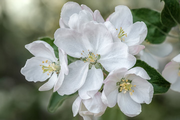 Close-up of a blossoming branch of apple tree on a sunny spring day. Macro photo with shallow depth of field and soft focus.