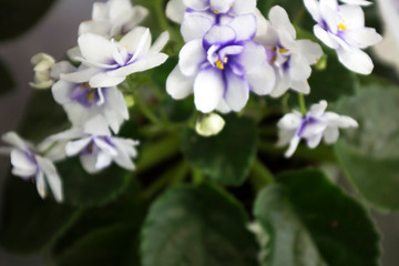  Beautiful violets in a pot