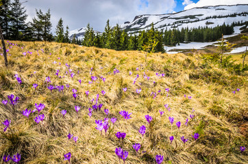 Spring mountains panorama with crocus flowers and snowy peaks of Ukrainian Carpathians.
