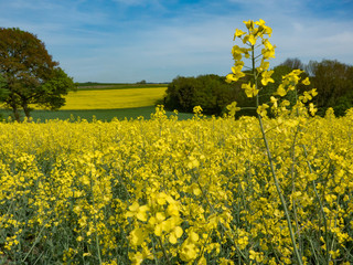 A blooming canola in front of a field of rapeseed