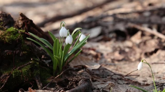 White blooming snowdrop folded or Galanthus plicatus with water drops  in the forest background. Wind, light breeze, sunny spring day, dolly shot, shallow depts of the field, slow motion video