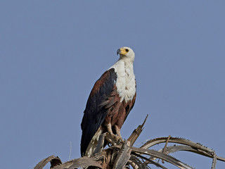 African fish eagle (Haliaeetus vocifer),