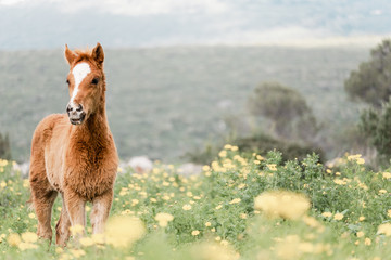 portrait of a young foal in a blooming field