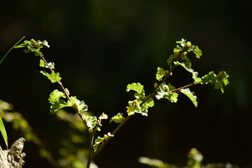 primer plano de ramas verdes