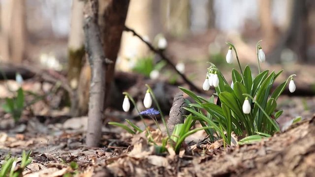 White blooming snowdrop folded or Galanthus plicatus in the forest background. Wind, light breeze, sanny spring day, dolly shot, close up, shallow depts of the field, 59,94 fps