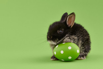Black baby bunny rabbit with green painted polka-dotted egg on green background. Easter holiday...