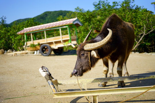 64 Best 長角牛 Images Stock Photos Vectors Adobe Stock