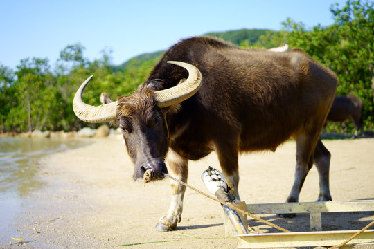 64 Best 長角牛 Images Stock Photos Vectors Adobe Stock