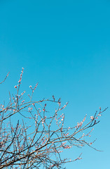 Cherry blossoms