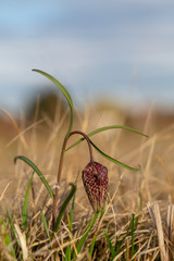 Knospe einer Schachbrettblume am Feld