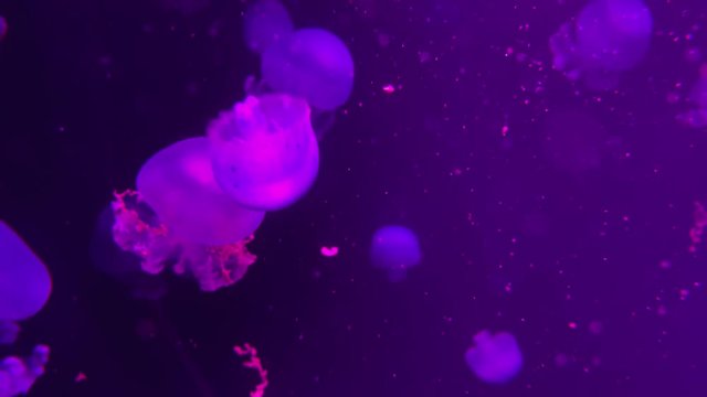 Closeup underwater video recording of swimming jellyfishes