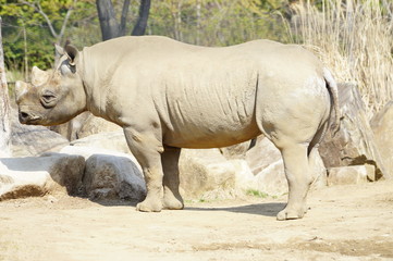 Obraz premium サイ